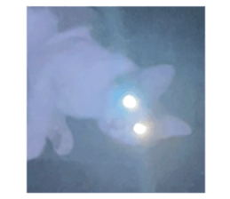 633198445