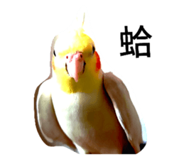 633337654