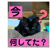 633367067