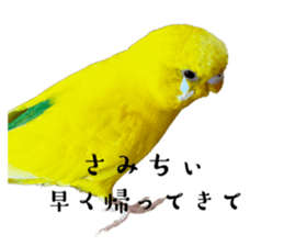 633380081