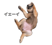 633456271