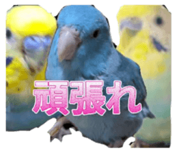 633567637