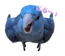 633567643