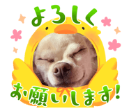 633575187