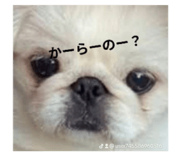 633655052