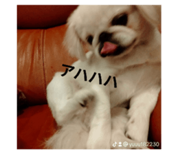 633655061