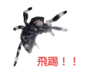 633826626