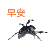 633826627