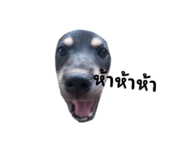 633828255