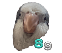 634369248