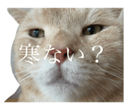 635113445