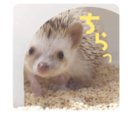 635225591