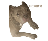 635253231