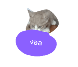 63612337
