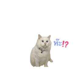636231135