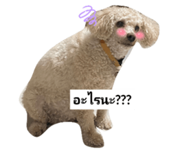636250602