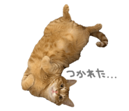 636367988