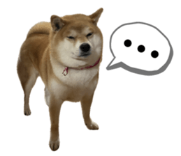 636438251