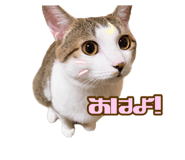 637074778