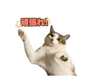 637074782