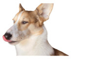 637497445