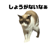 637534665