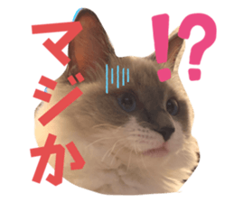 638453392