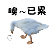 638474438