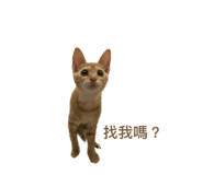 638633343