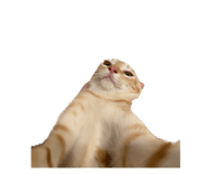 638633361