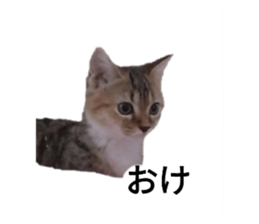 641408073