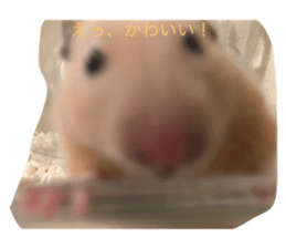 641462912