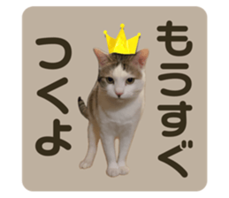 641753981