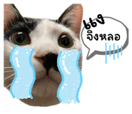 641812896