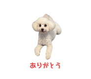 642592981