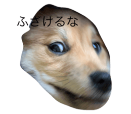 642595538