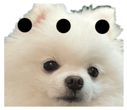 642644851