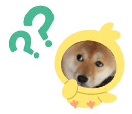 642646383
