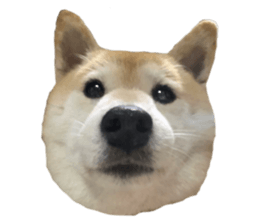 642717306