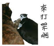 64275354