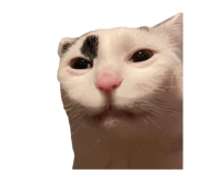 642802050