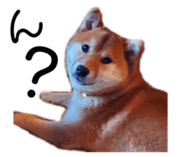 642880061