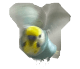 642889466
