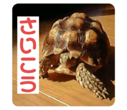 643119228
