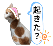 643337568