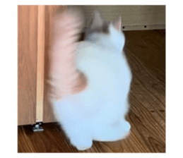 643407732