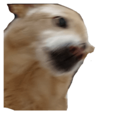 644062996