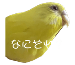 644073954