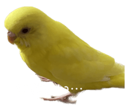 644073962