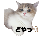 644245640